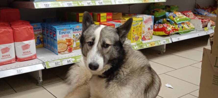 Собака совершила "нападение" на продуктовый магазин в поселке Карелии