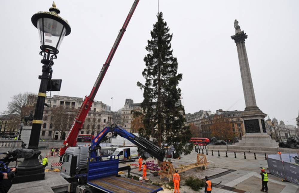 В столице установили 25-метровую рождественскую ель