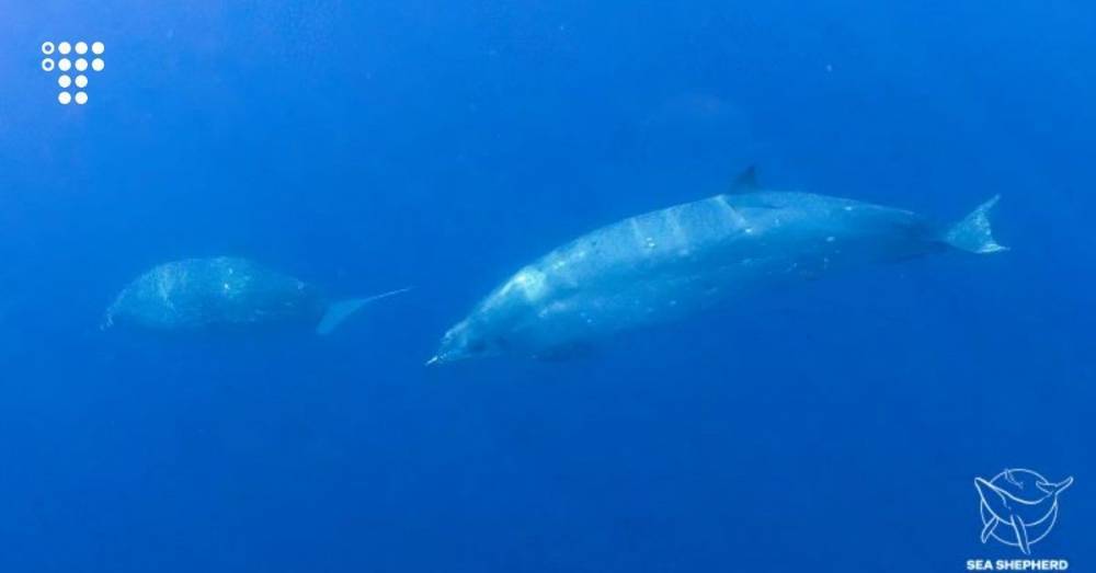Исследователи заявили, что открыли новый вид китов у берегов Мексики. Действительно ли это так — покажет ДНК-тест