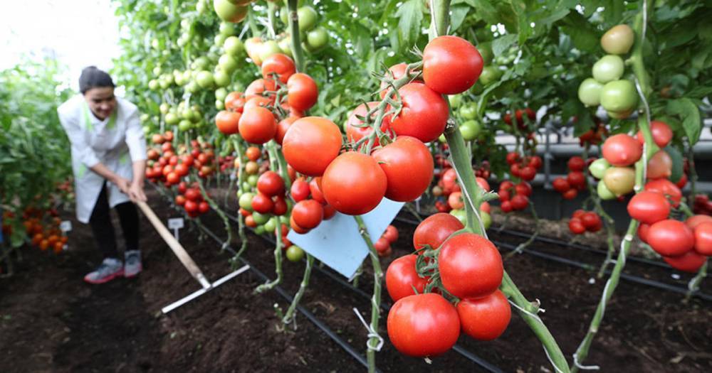 Ученые вывели ГМО-помидоры для получения лекарства от страшной болезни