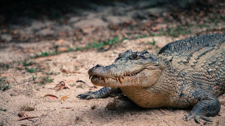 Ревнивый крокодил отомстил возлюбленной за измену (Видео)