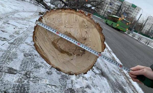 В Тюмени разыскивают вандалов, которые спилили 50-летнее дерево в центре города