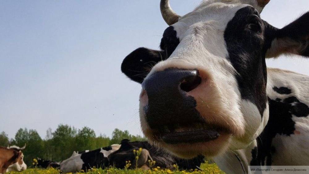 Суд рассмотрит дело о гибели коровы от удара током в Ленобласти