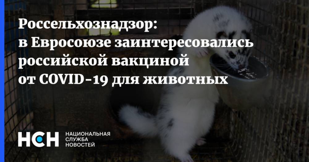 Россельхознадзор: в Евросоюзе заинтересовались российской вакциной от COVID-19 для животных