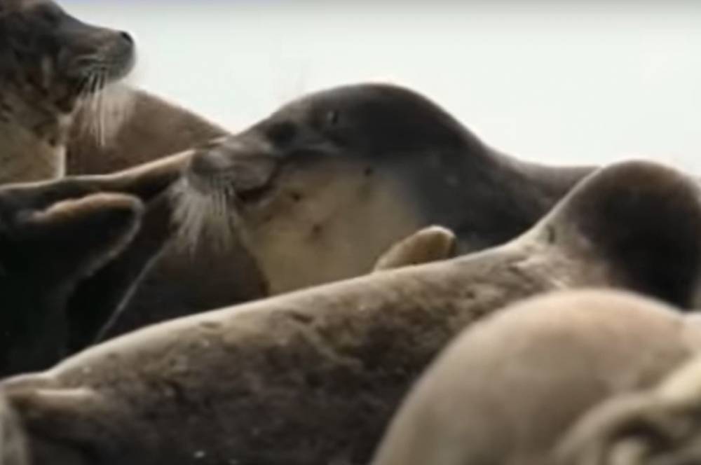 Экологи в ужасе: сотни мертвых "краснокнижных" тюленей нашли на побережье - причины беды