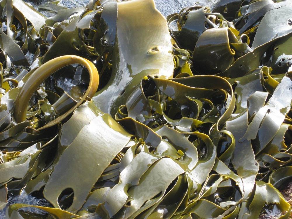 Морская капуста: готовим вкусный винегрет, суп и зразы из водорослей