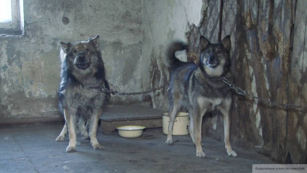 Живодеры расстреляли четырех собак в воронежском приюте