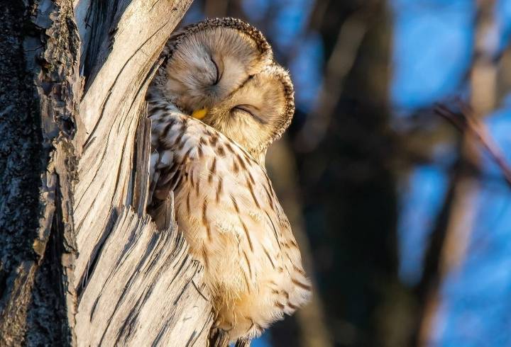Фотограф запечатлел спящую сову на Елагином острове