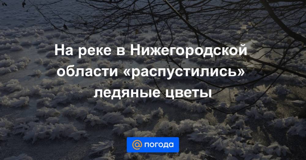 На реке в Нижегородской области «распустились» ледяные цветы