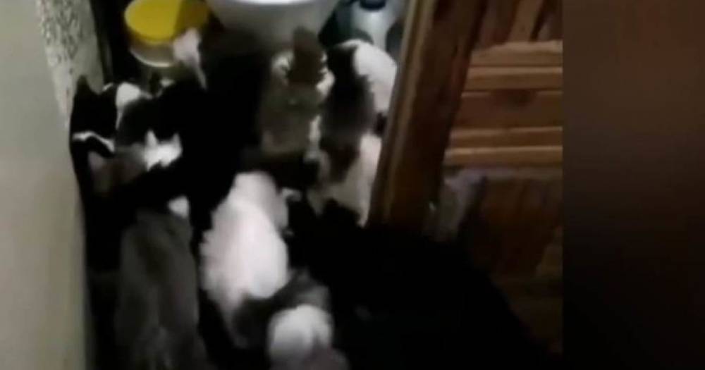 Четыре десятка кошек и три собаки: в Запорожье после смерти женщины осталась полная квартира четвероногих (видео)