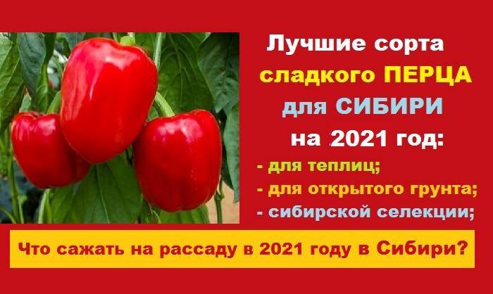 Лучшие сорта сладкого перца для Сибири на 2021 год: для теплиц и открытого грунта, cибиpcкoй ceлeкции