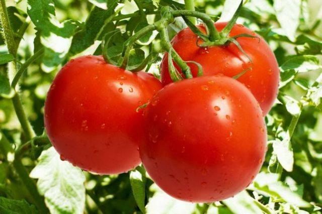 Россельхознадзор частично разрешил ввоз азербайджанских томатов