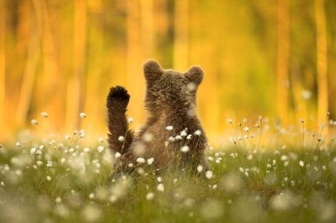 Израильский фотограф покорил мир снимком "медвежонка с приветом"
