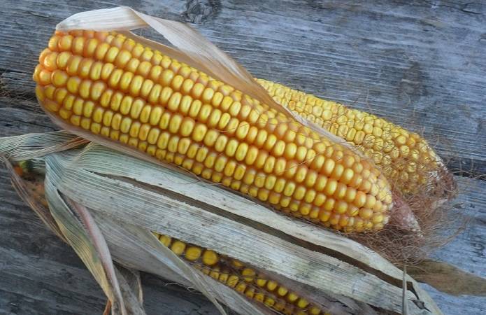 Прогноз: В Китай поедет 6 млн тонн украинской кукурузы