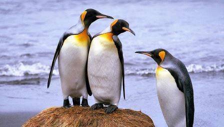 Королевские пингвины производят много веселящего газа ученые