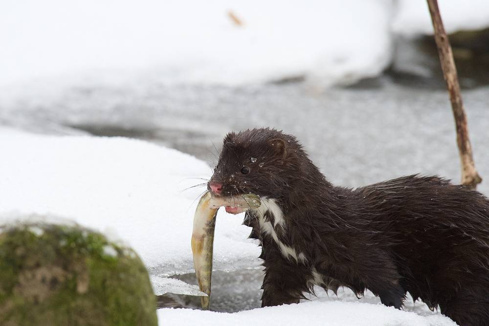 В объектив фотографа попала зимняя охота американской норки на реке в Петербурге