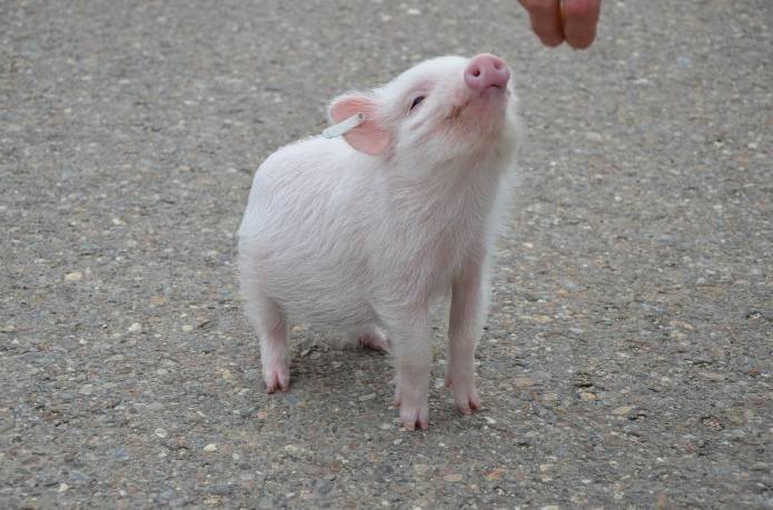 ГМ-свиней одобрили для выращивания и применения в пищу