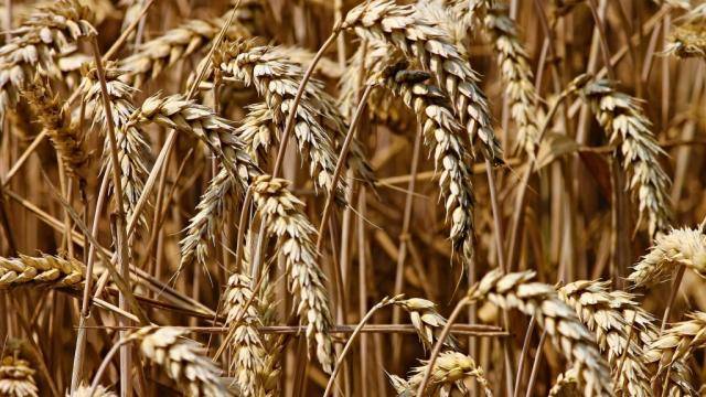 Минсельхоз: Россия завершила уборочную компанию, получен один из больших в истории урожаев пшеницы