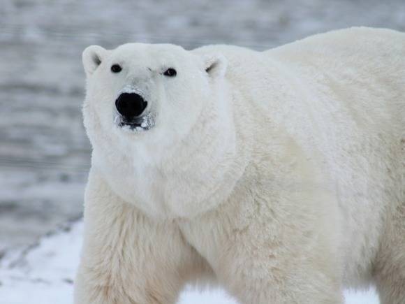 К людям на Чукотке снова вышли десятки худых белых медведей (видео)