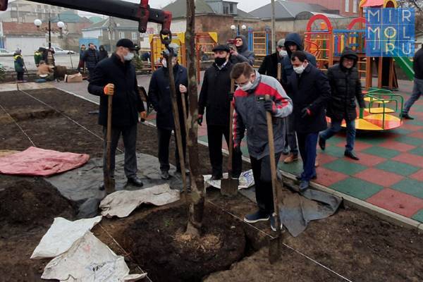 В Махачкале высадили магнолии в рамках подготовки с празднованию 100-летия ДАССР