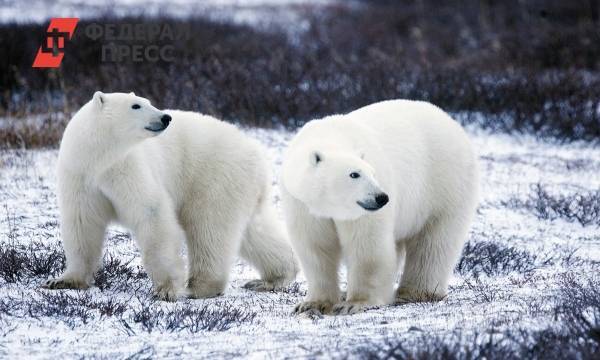 Десятки худых белых медведей пришли к селу на Чукотке