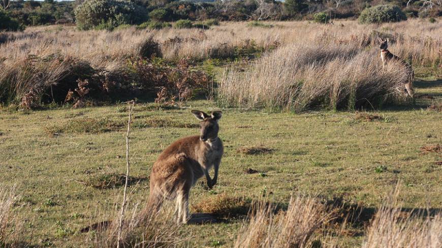 Австралийские ученые обнаружили у кенгуру способности к социальному общению