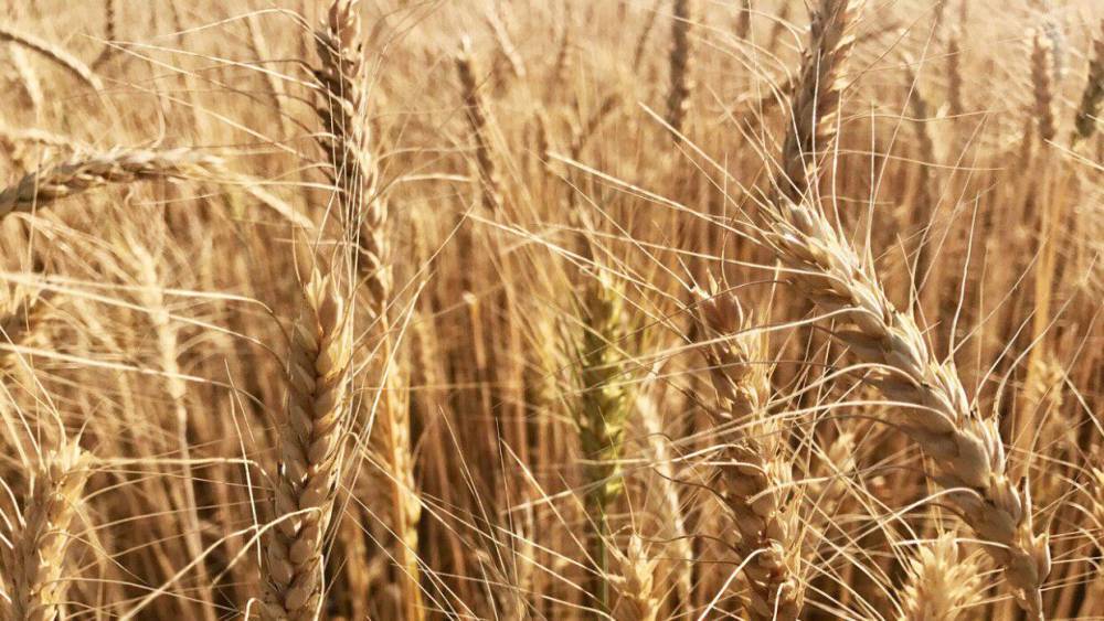 Российские аграрии собрали второй по величине урожай зерна в истории