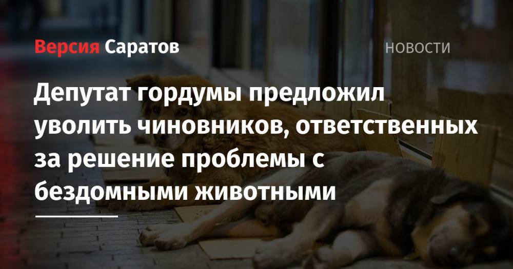 Депутат гордумы предложил уволить чиновников, ответственных за решение проблемы с бездомными животными