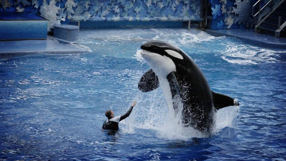 Депутаты Башкирии предложили запретить передвижные зоопарки и дельфинарии в России