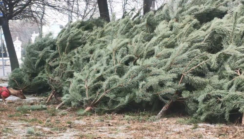 200 тысяч деревьев к зимним праздникам: какие цены на елки в регионах Украины