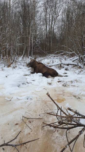 Ни любви, ни тоски, ни жалости: в Устюжне браконьеры убили спасенную лосиху