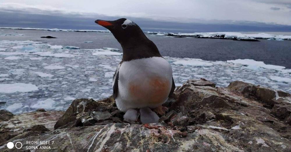 Святой Николай принес украинским исследователям Антарктики пингвинят в подарок