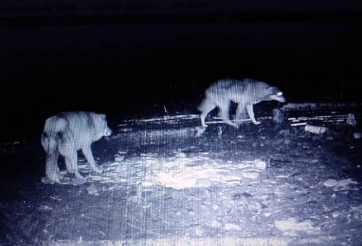 Жители поселка под Выборгом заметили двух волков