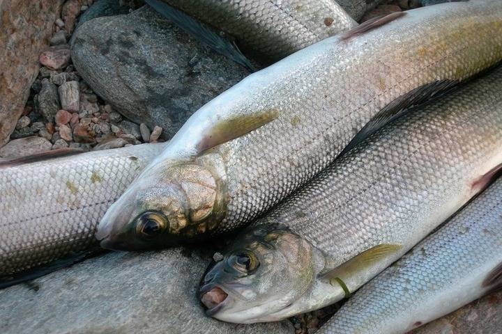 Житель Бурятии выловил 7 рыб и получил 300 часов обязательных работ