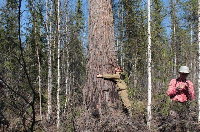 Назван возраст самого старого дерева в России