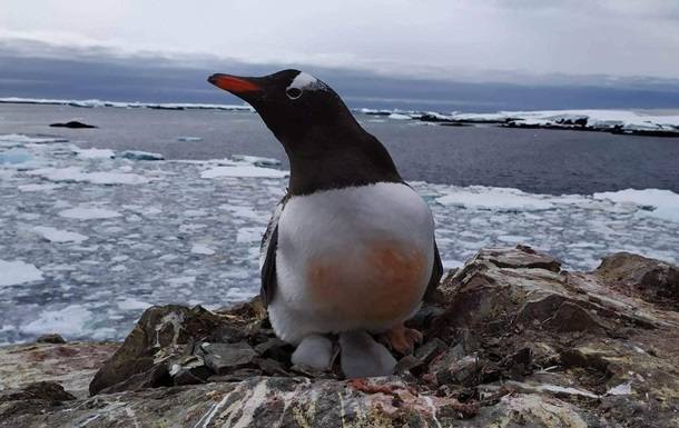 В Антарктиде возле украинской станции появились пингвинята