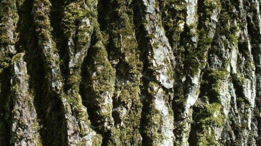 Страж Ольхона: эксперты назвали возраст самого старого дерева в России