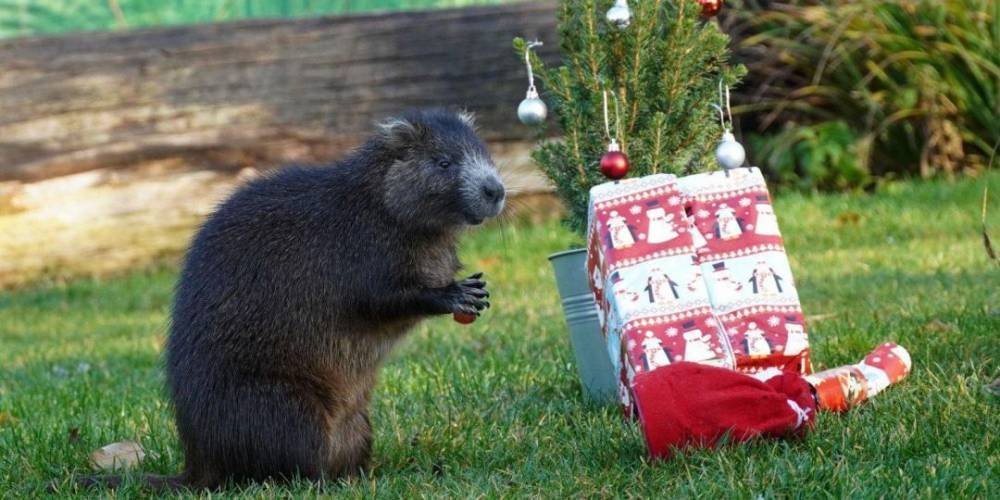 Обитателей зоопарка в Германии поздравили с Рождеством. Кажется, они весьма довольны подарками фото