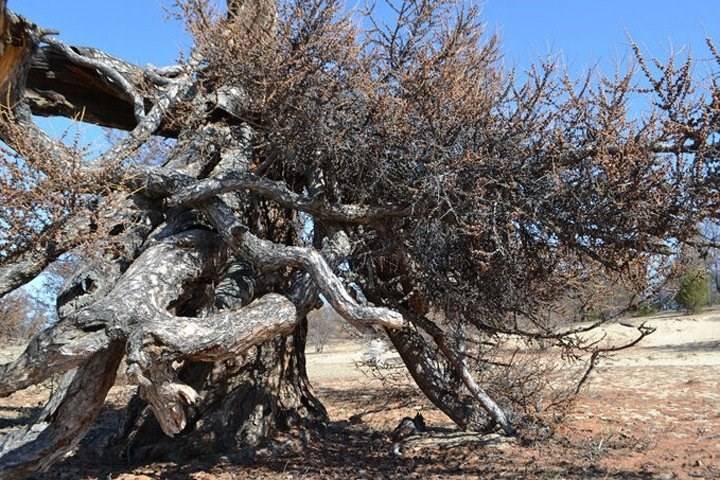 Лиственницу на острове Ольхон признали самым старым деревом России