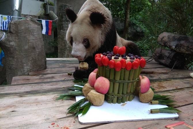 В Китае умерла старейшая в мире панда, родившая 36 детенышей