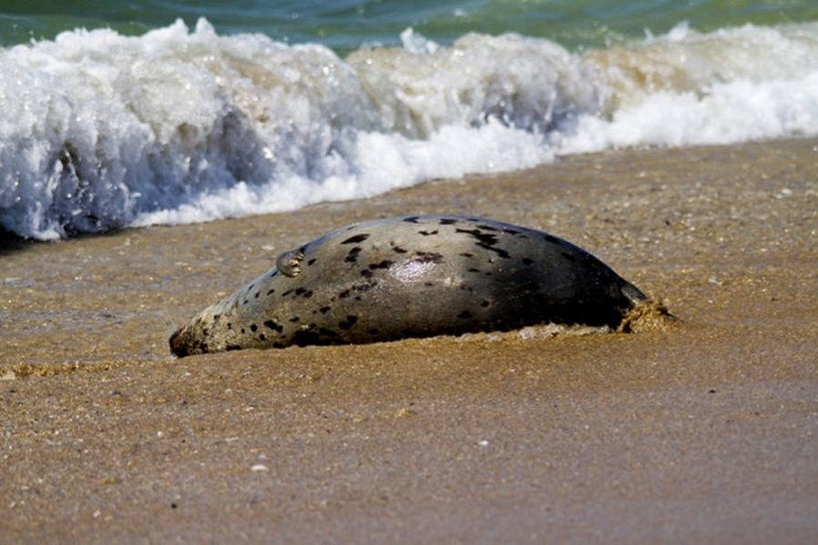 Массовую гибель тюленей в Дагестане объяснили природными факторами