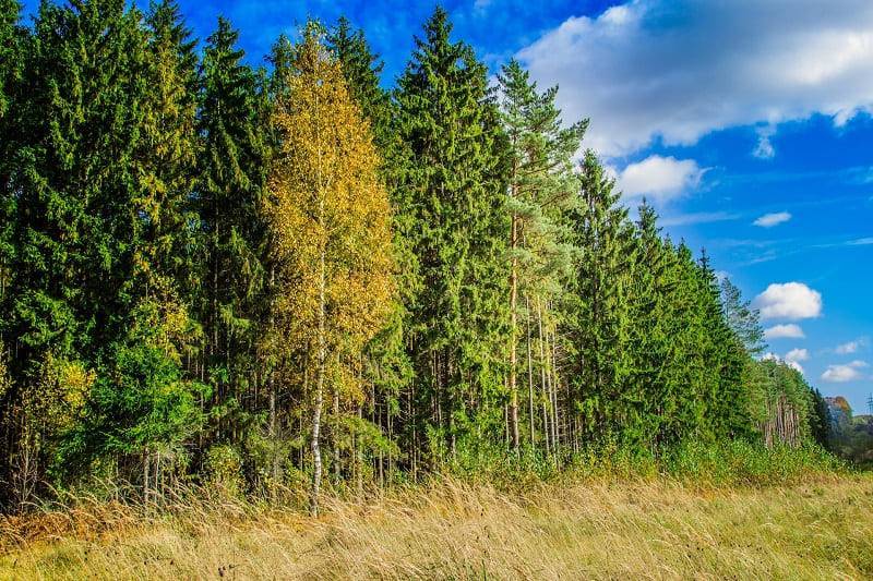 В Смоленске создадут новую особо охраняемую природную территорию