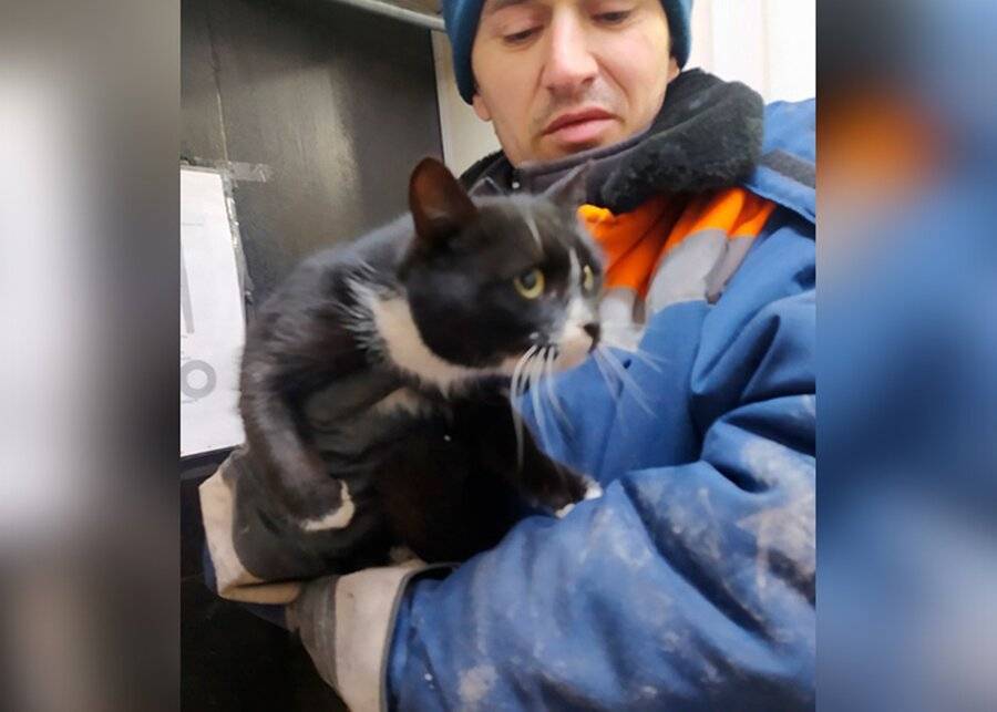 Спасенного на мусоросортировочном комплексе в Ульяновске кота передадут новым хозяевам
