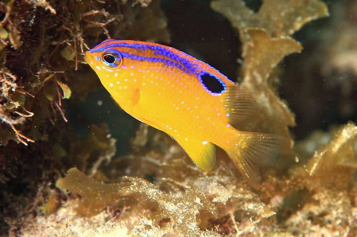Рыбы в Тихом океане приручили креветок — ученые