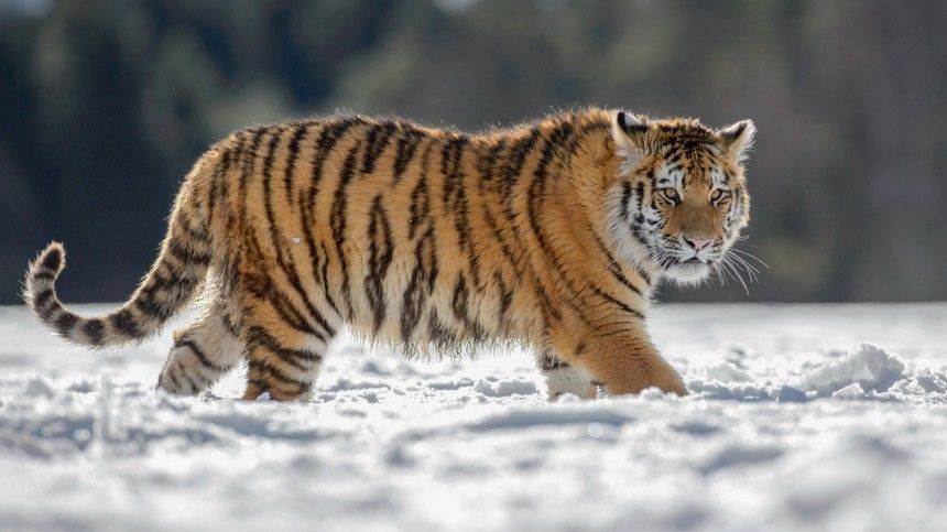 Врачи в Приморье по частям собрали кости раненного амурского тигренка