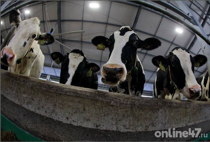 В 2020 году Ленобласть увеличила объем производства молока до 650 тысяч тонн