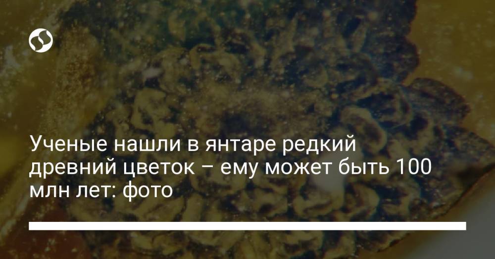 Ученые нашли в янтаре редкий древний цветок – ему может быть 100 млн лет: фото