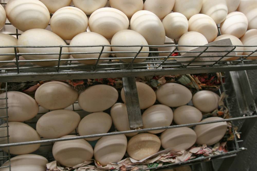 В России резко выросли цены на куриные яйца и овощи