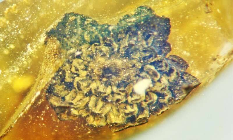 Археологи обнаружили древний цветок возрастом 100 млн лет в куске янтаря
