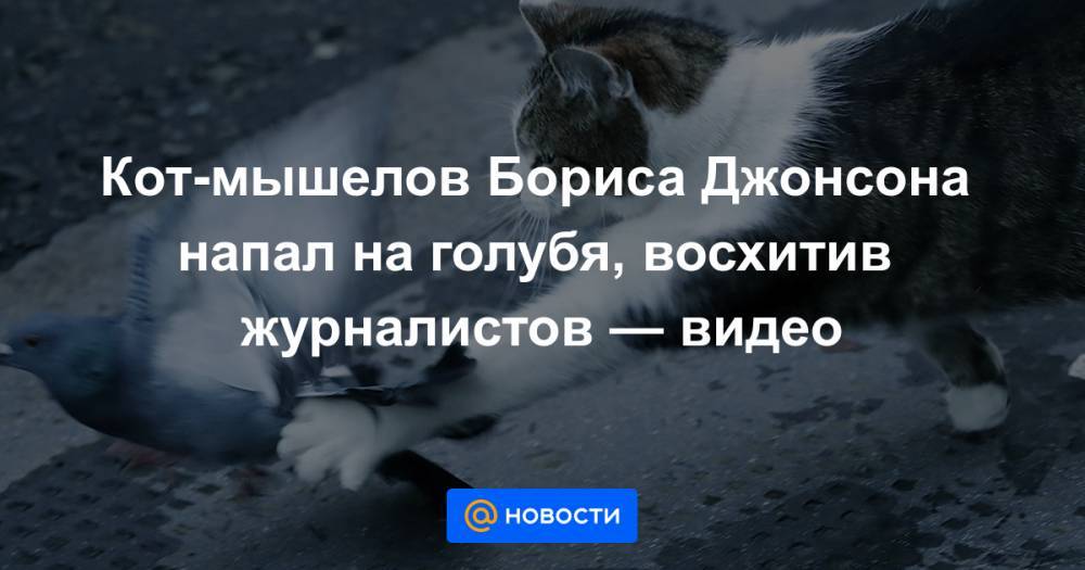 Кот-мышелов Бориса Джонсона напал на голубя, восхитив журналистов — видео